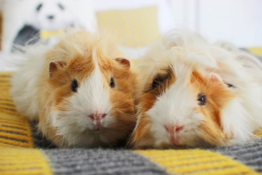 Quiz: Which of Zoella's guinea pigs would be your pet pal? - Fun Kids ...