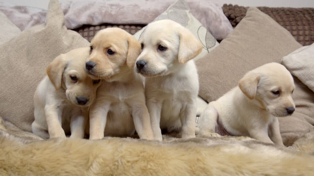 Puppies watch Barbie & Her Sisters in a Puppy Chase in an exclusive ...