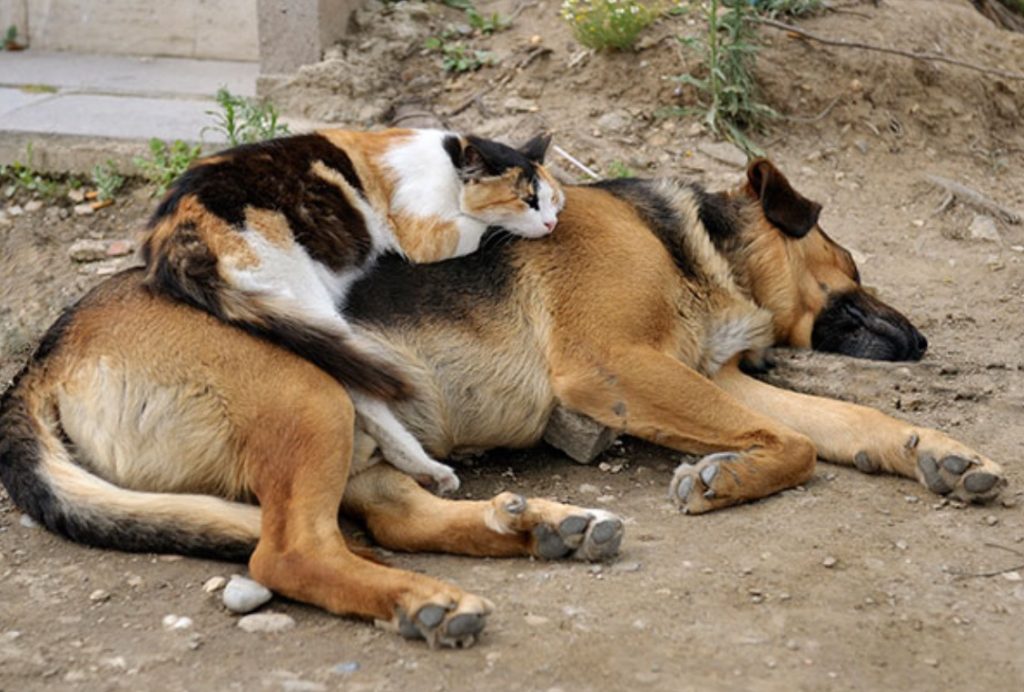 Funny Picture Gallery Of Cats Sitting On Dogs! - Fun Kids - The Uk's 