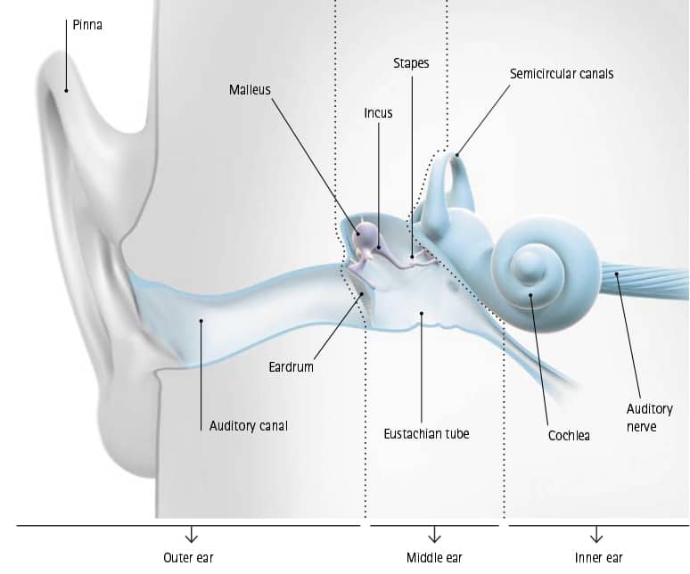 What's the structure of the ear? Fun Kids the UK's children's radio