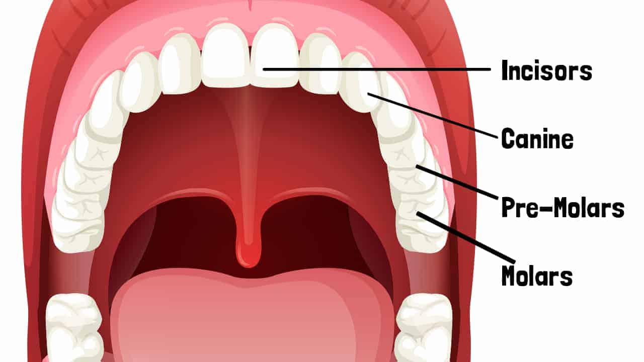 mouth teeth diagram