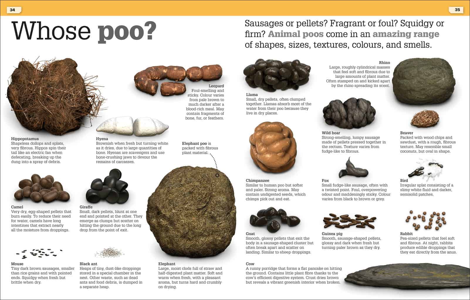 Get this brand new book about poo! It Can't Be True! Poo! from DK