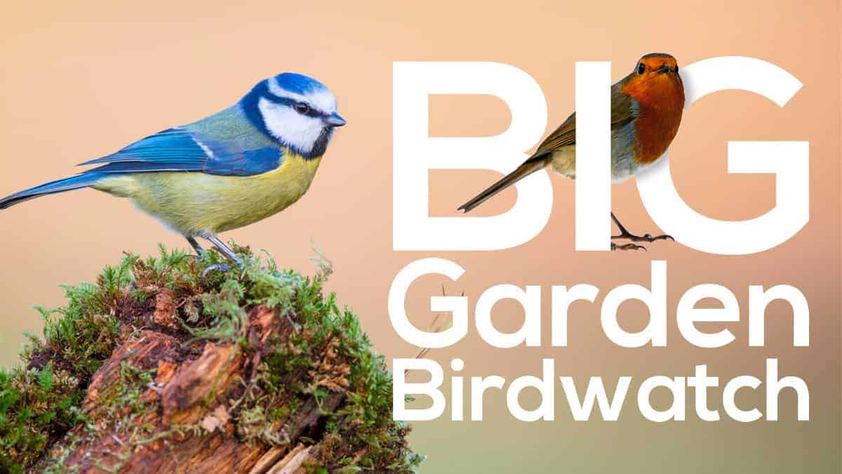 What is birdwatching and how can I participate in RSBP's Big Garden
