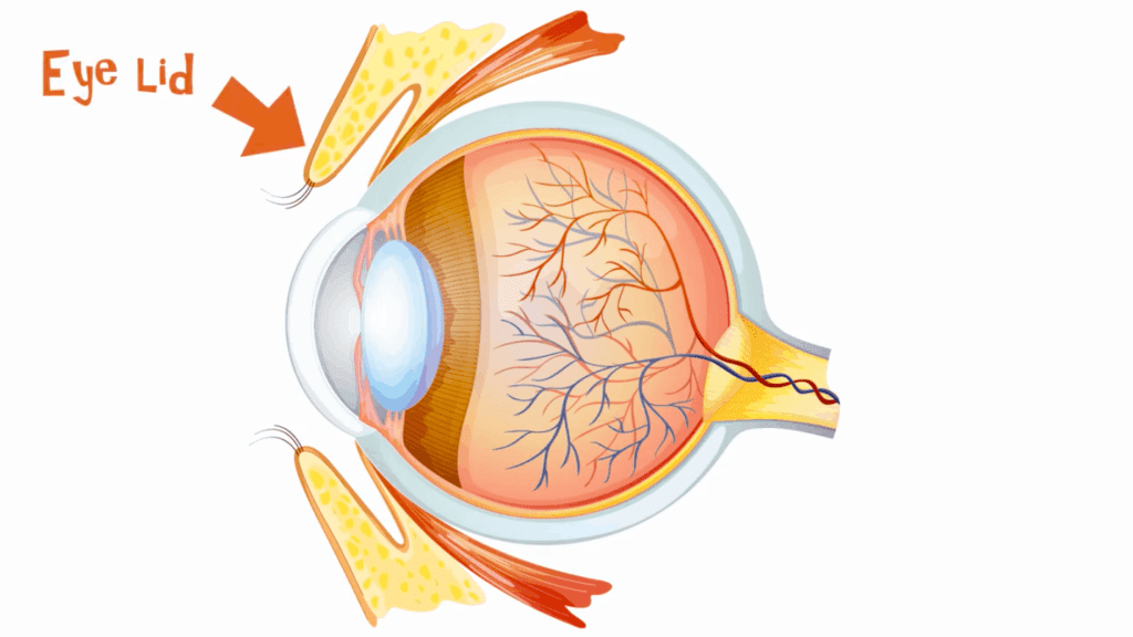 How does the eye work?