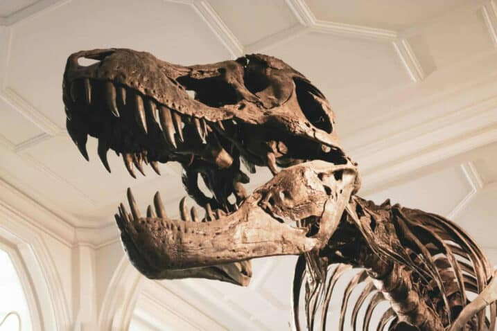 Top 10 Facts About Fossils! - Fun Kids - the UK's children's radio station