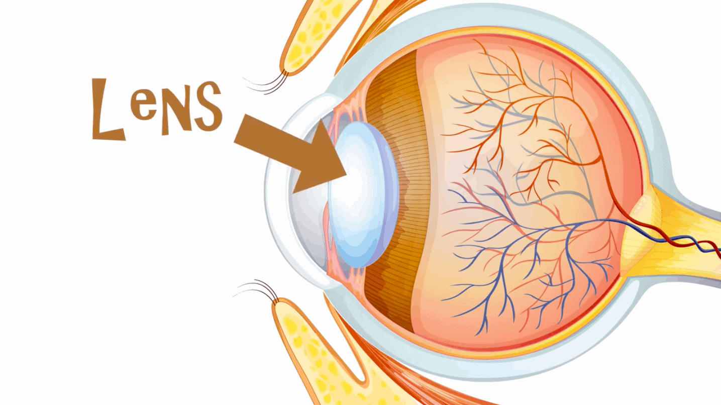 Mission 1 How The Eye Works Fun Kids the UK's children's radio station