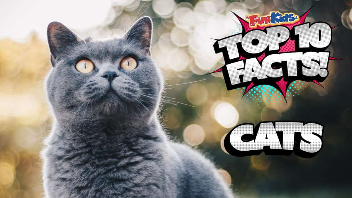 top-10-facts-about-cats-fun-kids-the-uk-s-children-s-radio-station