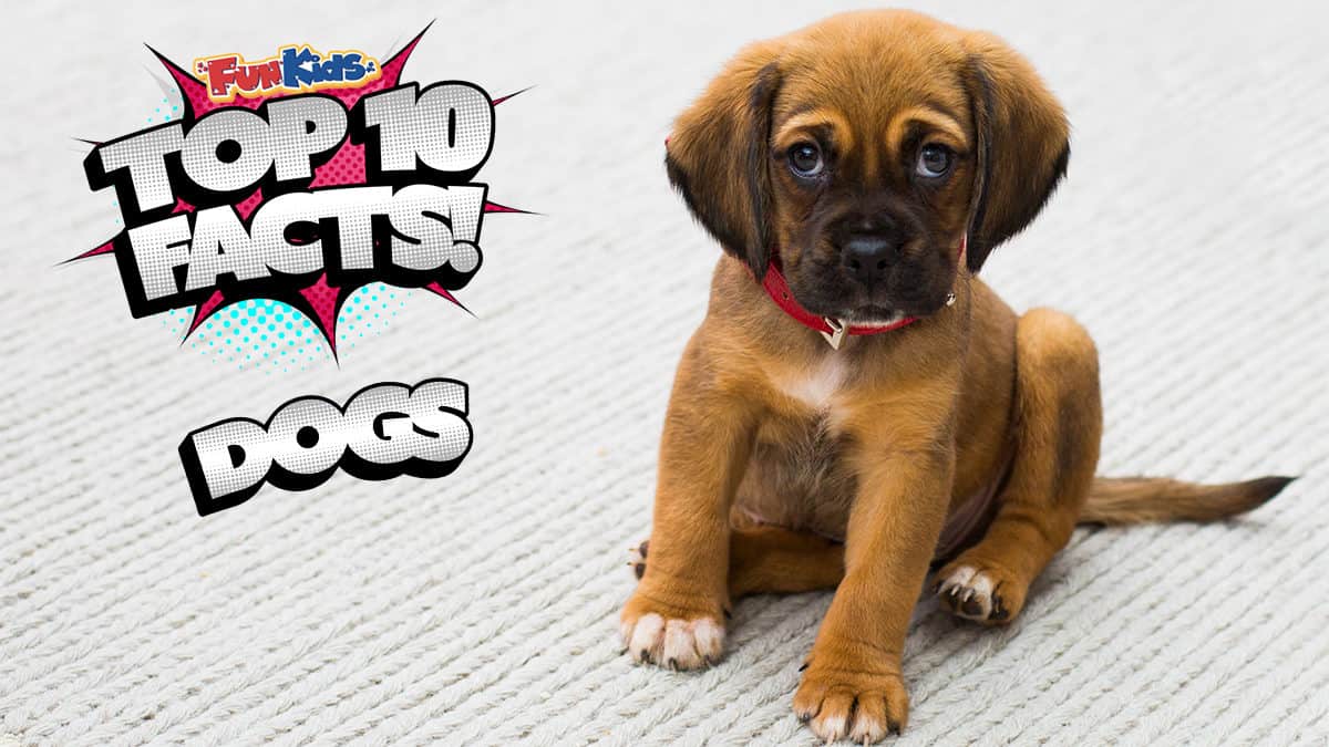 top 10 facts about dogs