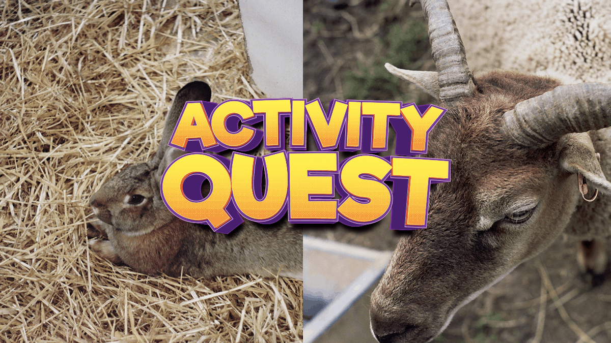 Cotswold Farm Park, Chessington World of Adventures, L.O.L. Surprise