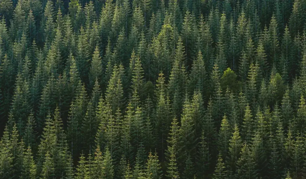 aerial photography of forest