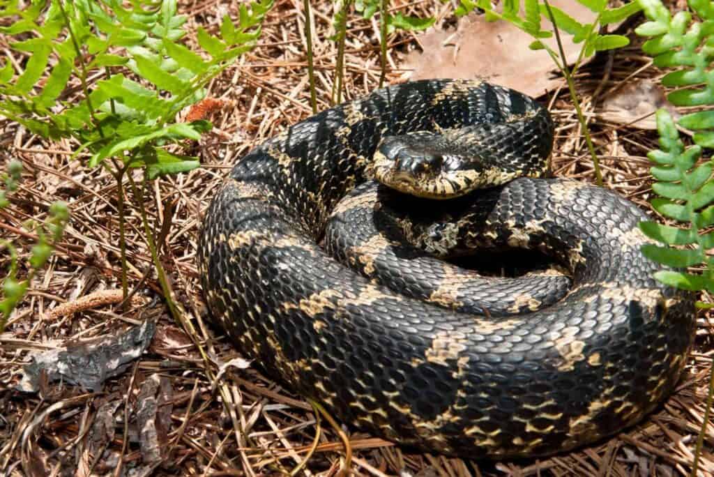 Zombie snake': Eastern hognose plays dead to avoid predators