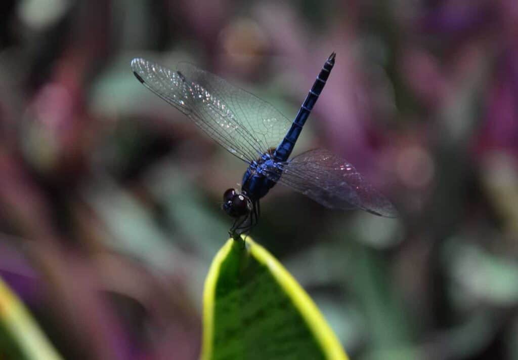 blue and black dragonfly on green leaf