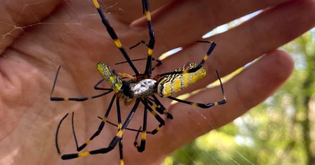 Spiders are 'falling out of the sky' in California - BBC Newsround