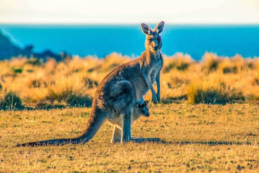 kangaroo with joey on grass field during day