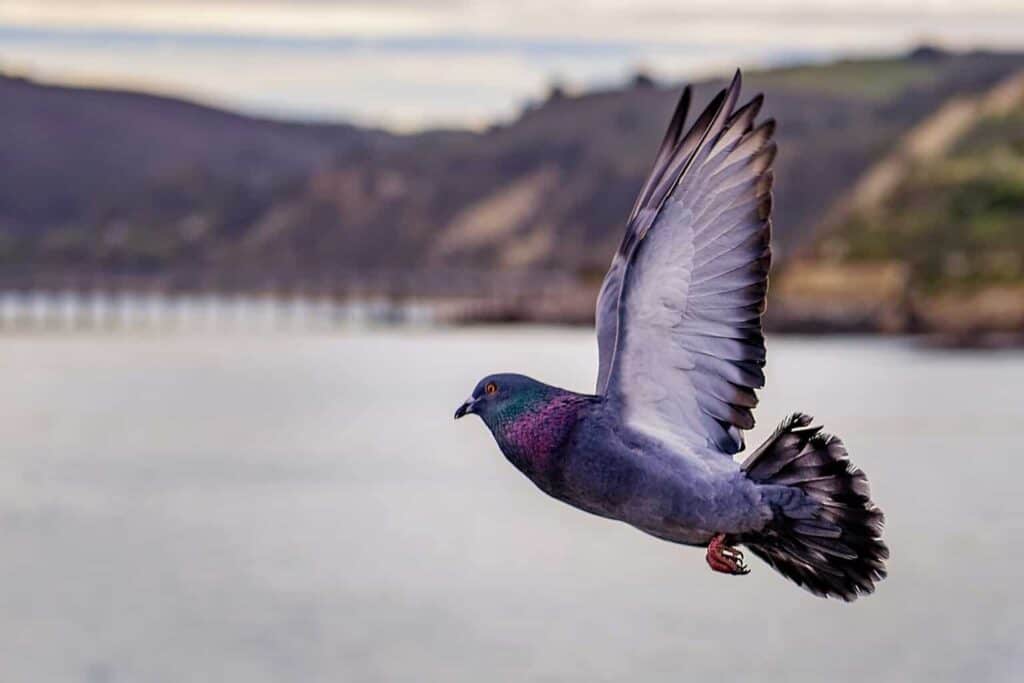 grey pigeon on flight above the lake