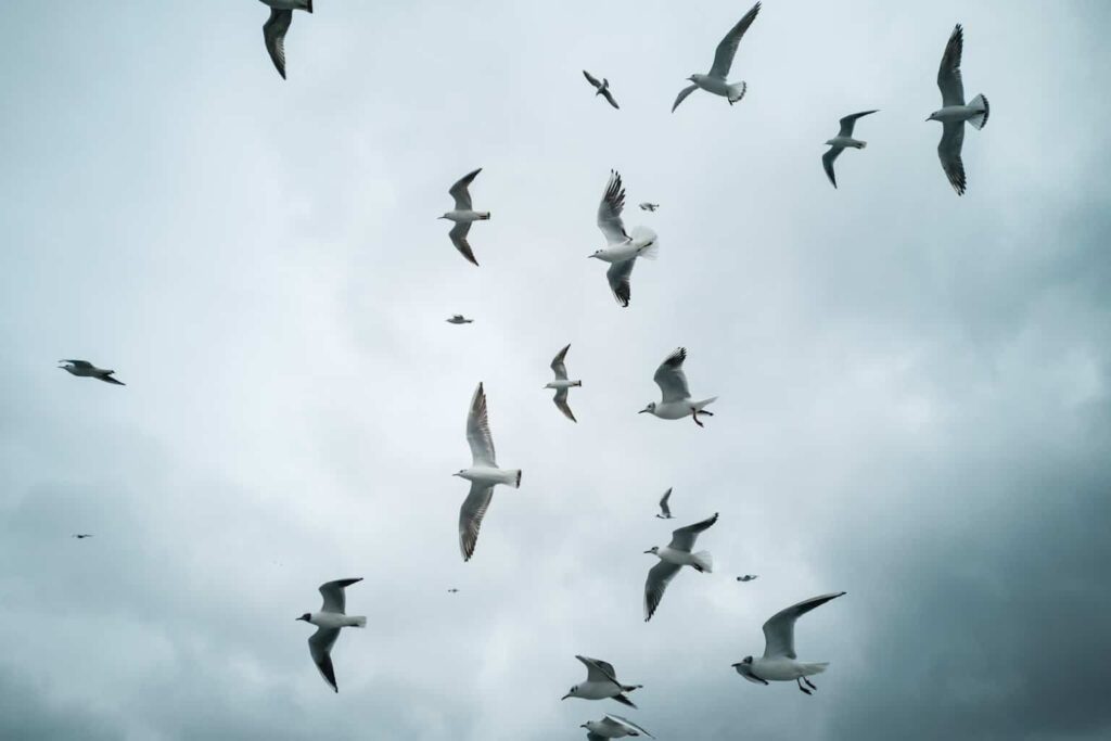 white and black birds flying during daytime