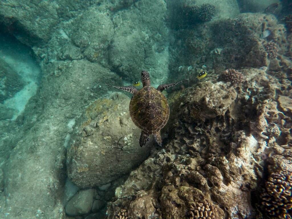 photography of brown turtle