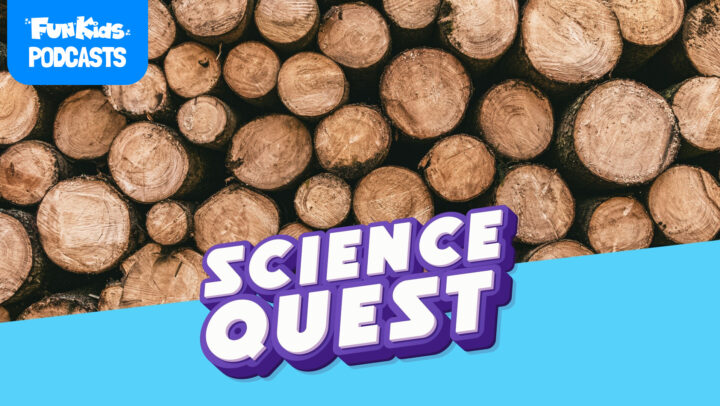 How Does Wood Turn To Paper?🪵📄