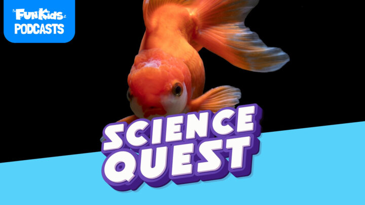 GOLDFISH MYTH: The Truth About Their 3-Second Memory🐠🧠