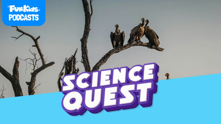 Why Don’t Vultures Get Food Poisoning? 🦅🤢