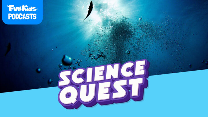 Do Fish Sleep?🐟💤