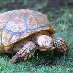 A to Z of Wildlife: T is for... Tortoise! - Fun Kids - the UK's ...